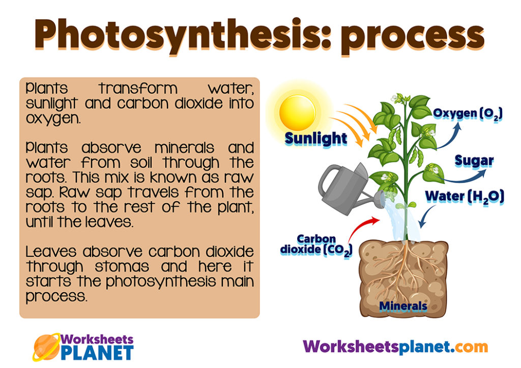 Photosynthesis For Kids Photosynthesis For Kids