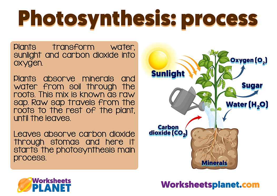 Photosynthesis For Kids