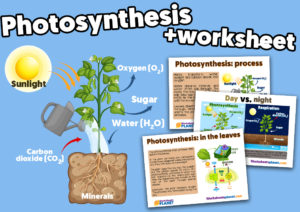 Photosynthesis Free Printable For Kids