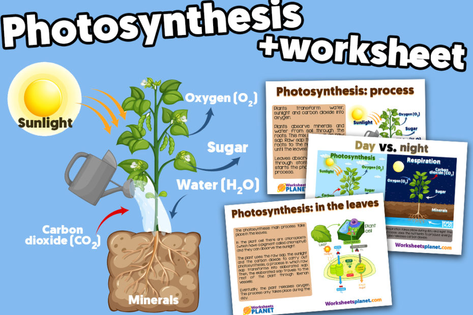 Worksheets | Worksheets Planet
