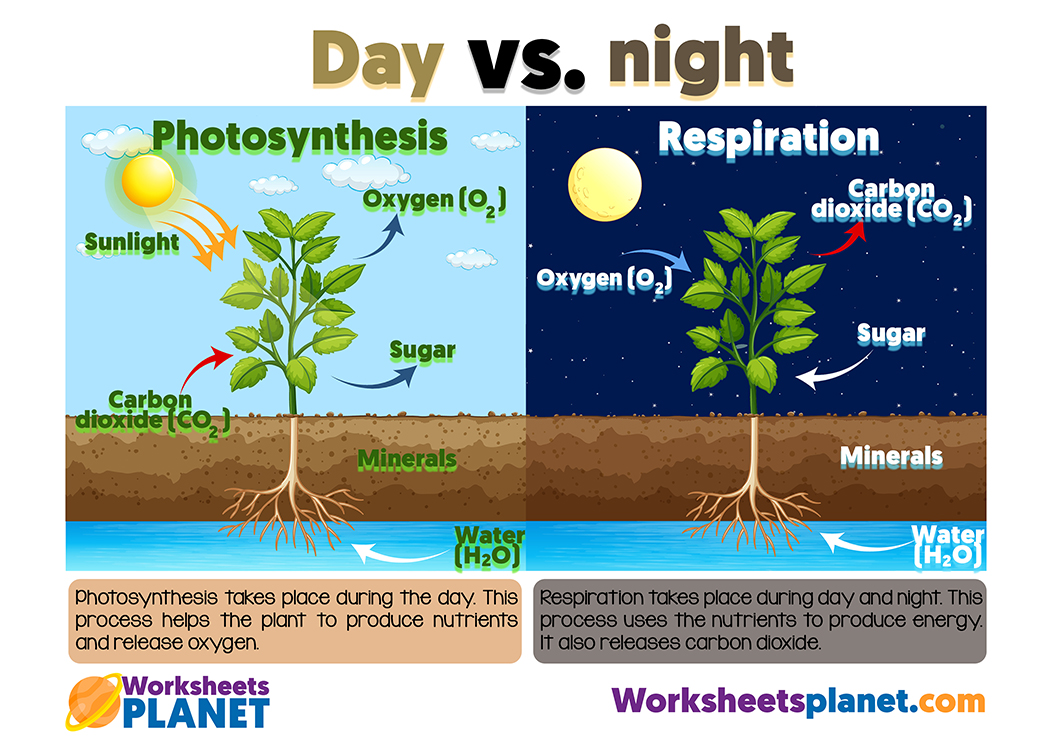Photosynthesis Printable For Kid