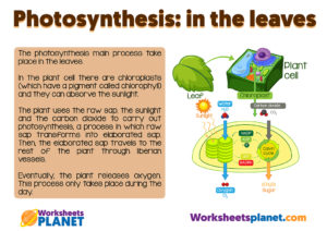 Photosynthesis Step By Step
