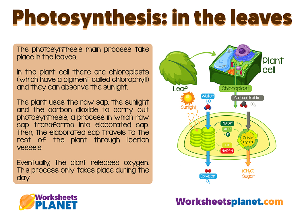 Photosynthesis Step By Step