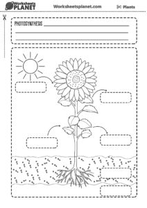 Photosynthesis Worksheet