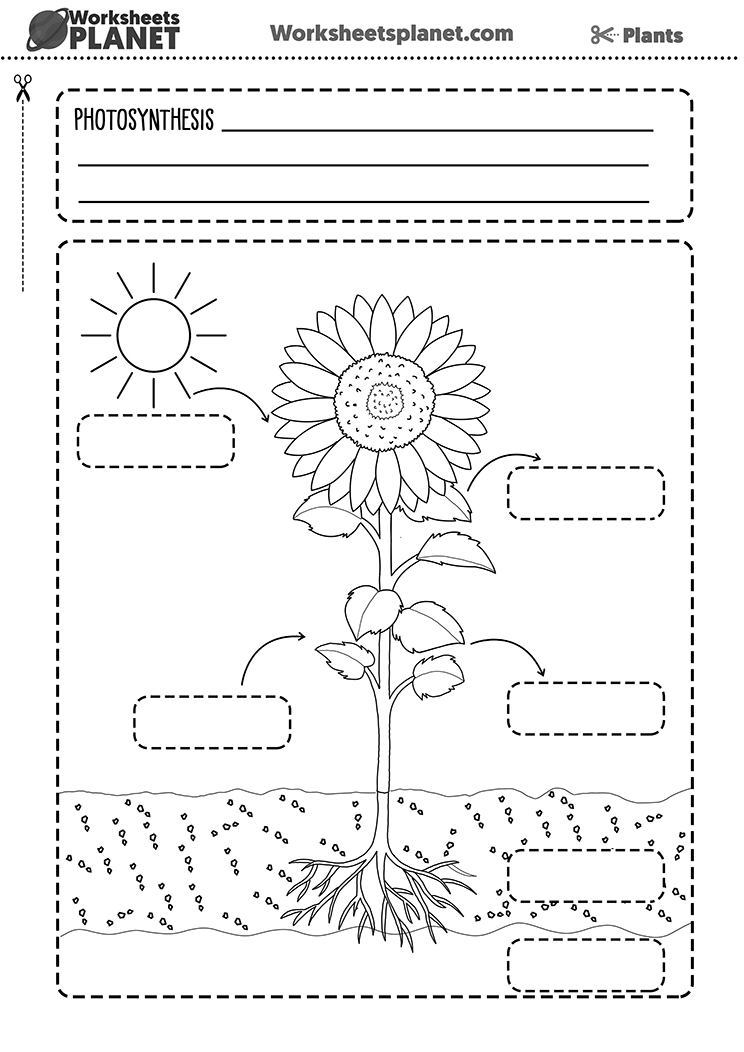 photosynthesis-worksheet