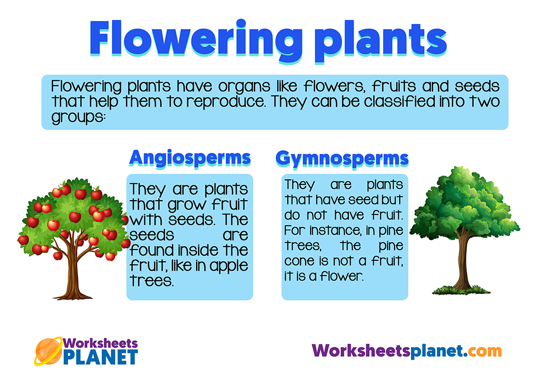 Plant Classification For Kids