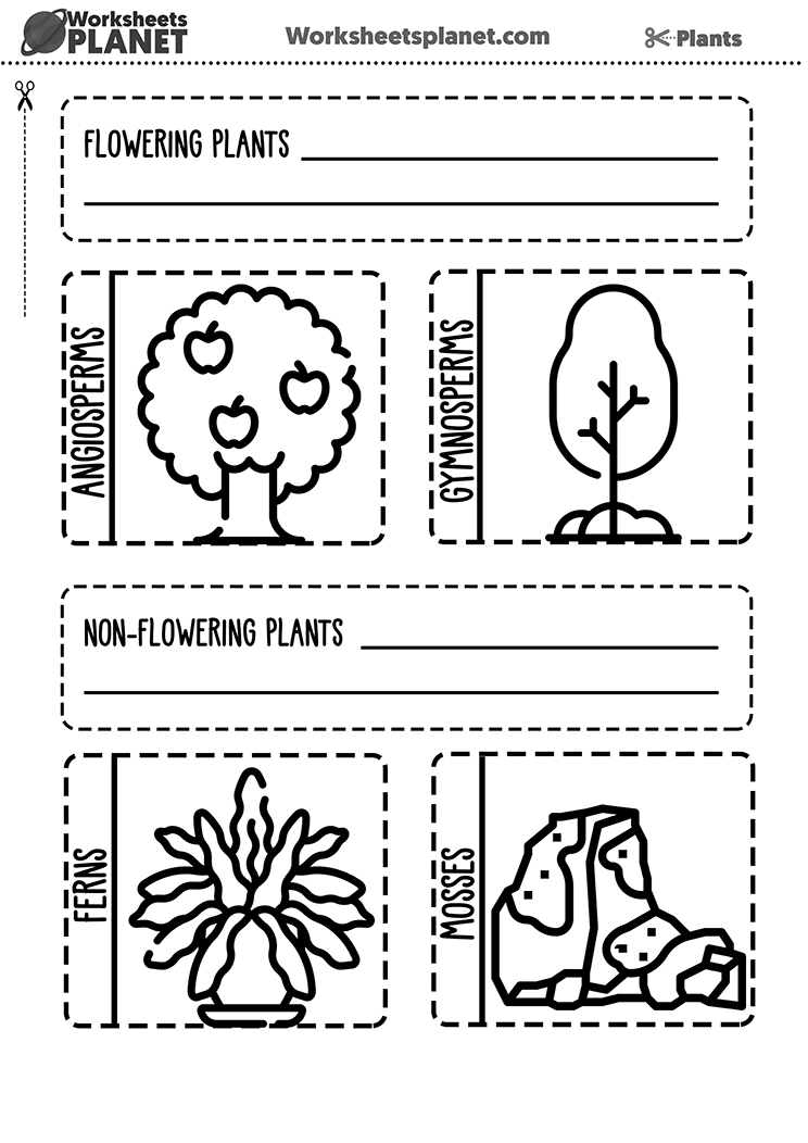 Plant Classification Free Workheet