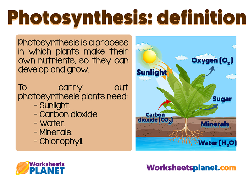 What Is Photosynthesis