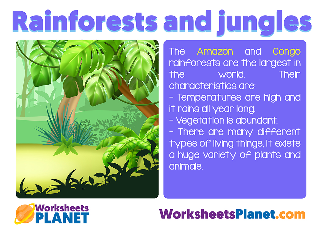 Rainforest And Jungle Ecosystem