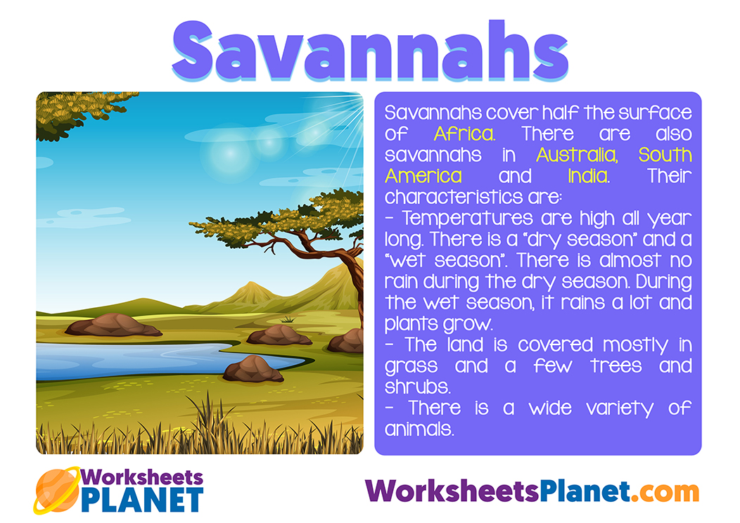 Savannah Ecosystem
