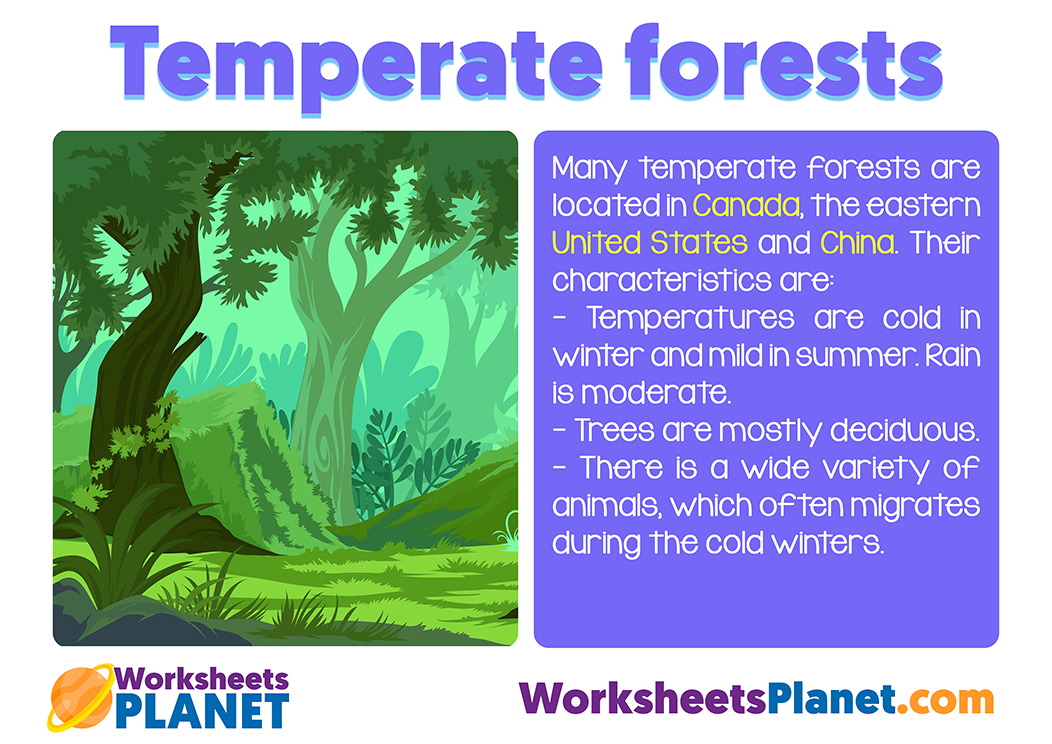 Temperate Forest Ecosystem