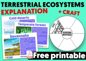 Terrestrial Ecosystems For Primary Teaching
