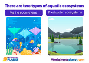 Types Of Aquatic Ecosystems
