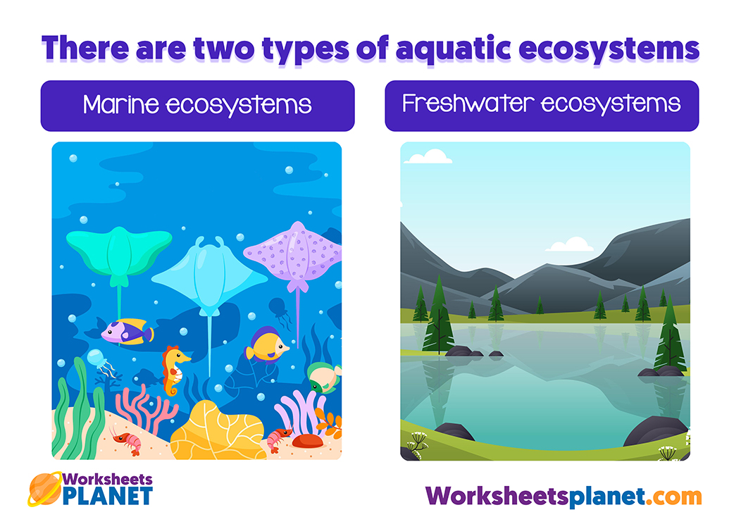 Types Of Aquatic Ecosystems