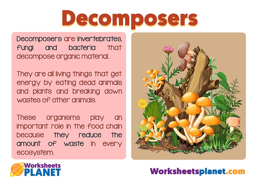 Decomposers In The Food Chain