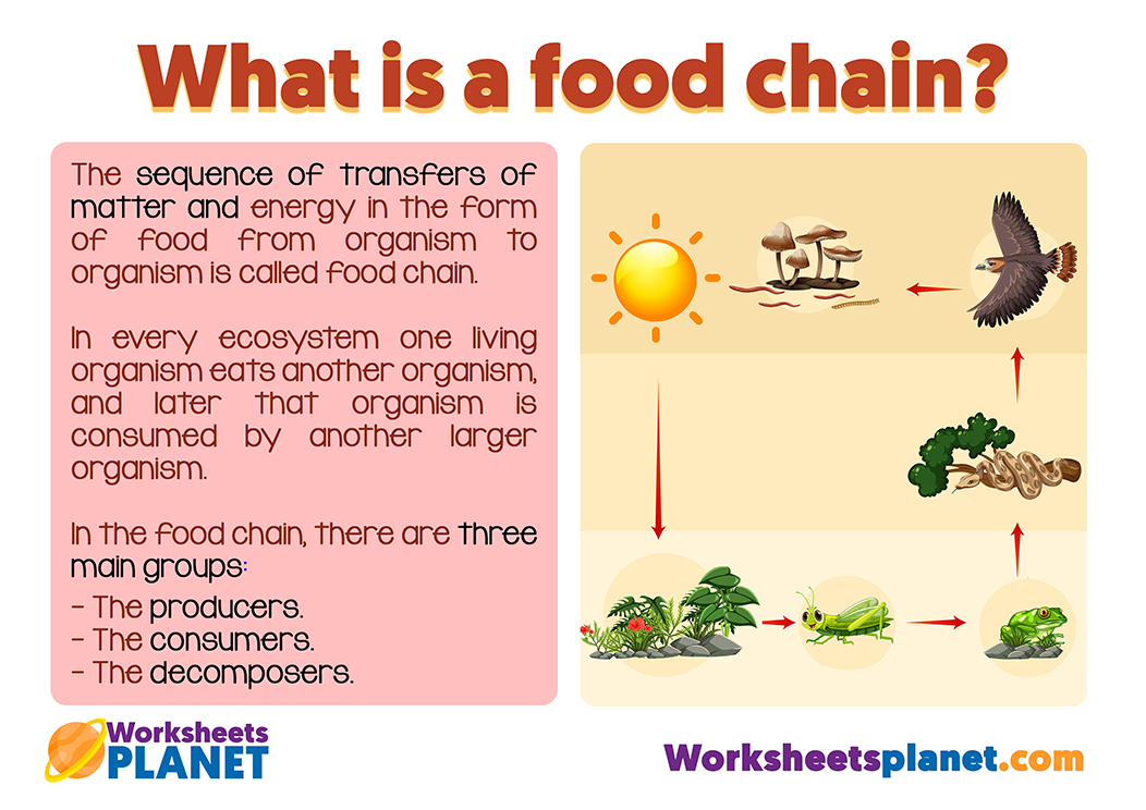 Food Chain For Kids