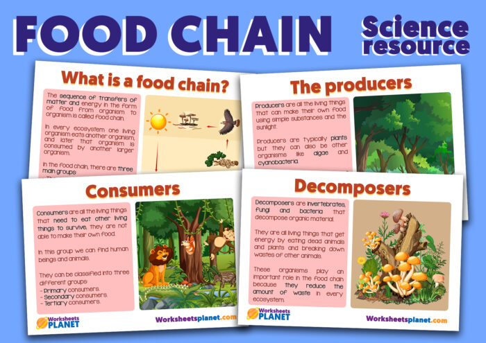 Food Chain and Food Web Biology Diagrams