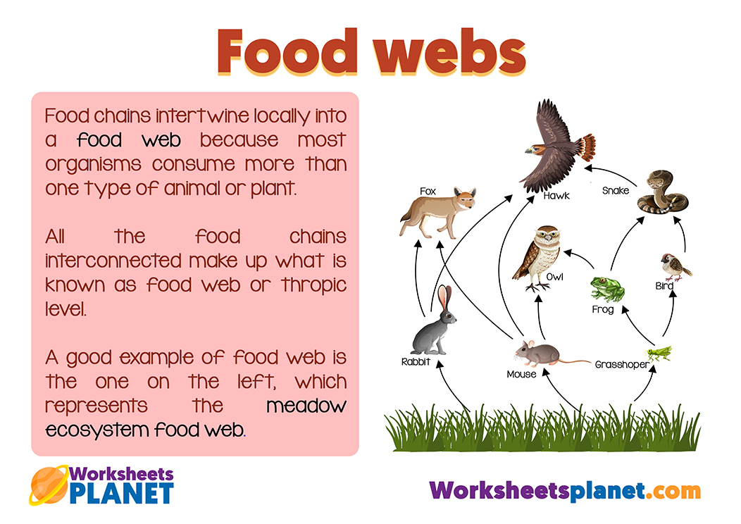 Food Web For Kids