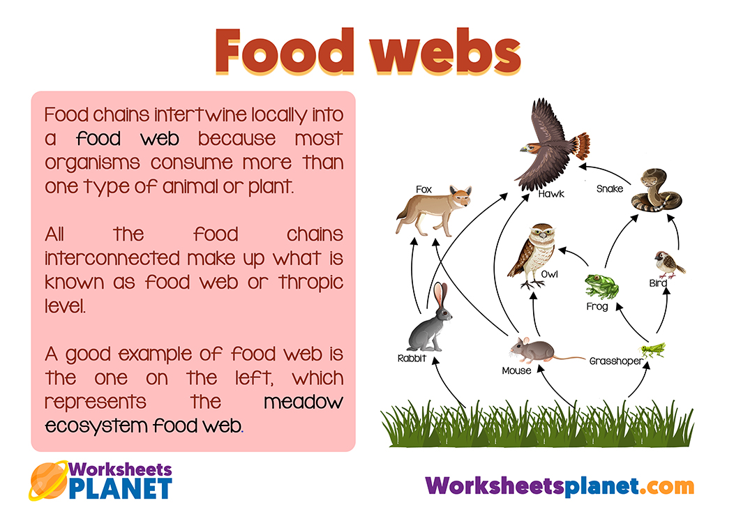 Simple Food Web Examples For Kids