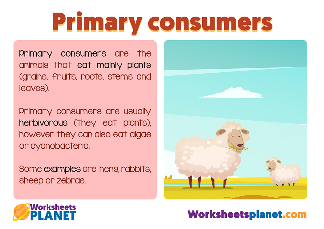 Primary Consumers In The Food Chain