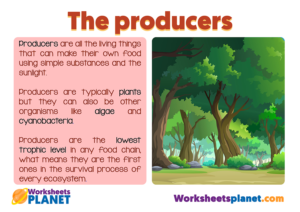 Producers In The Food Chain