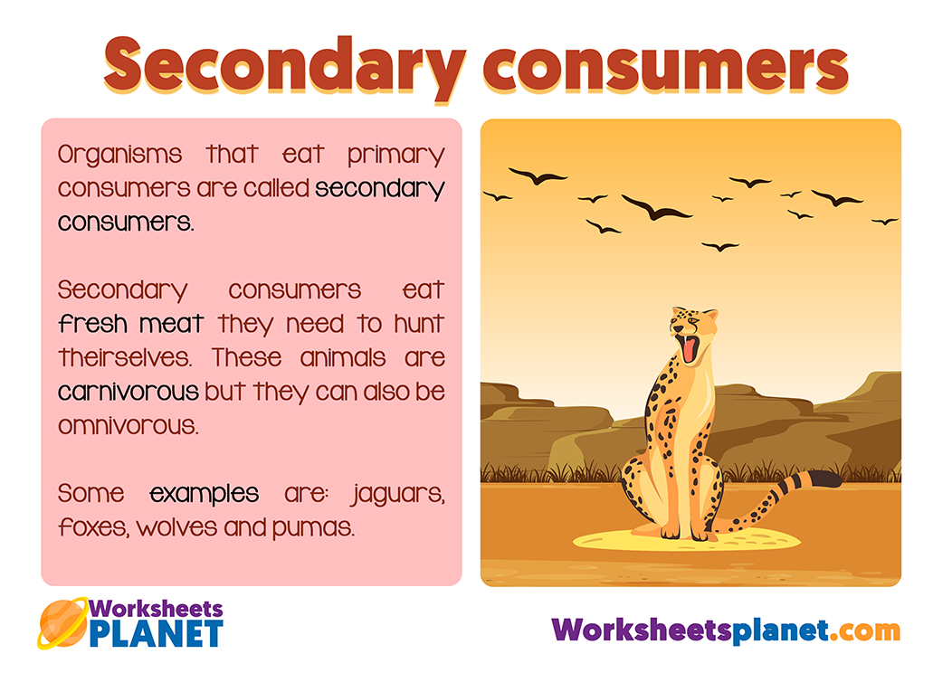 Secondary Consumers In The Food Chain