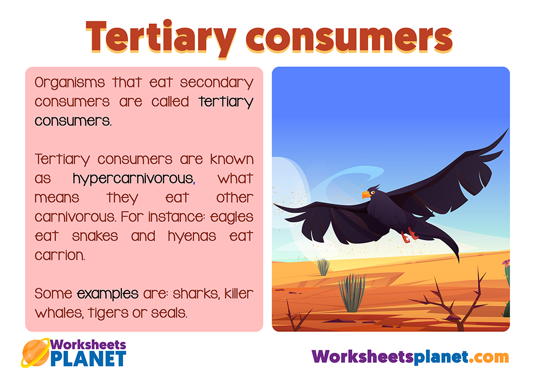 Tertiary Consumers In The Food Chain