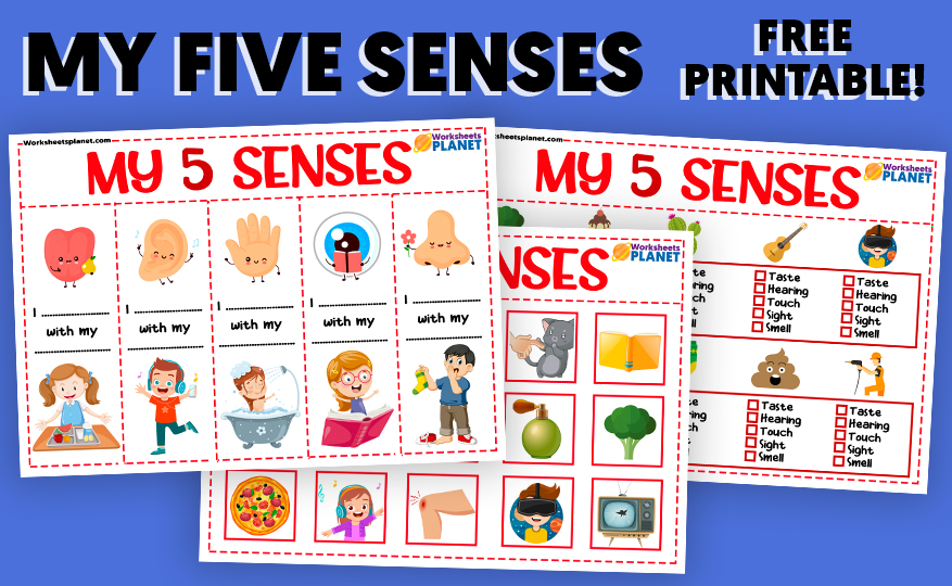 My 5 Senses Activities