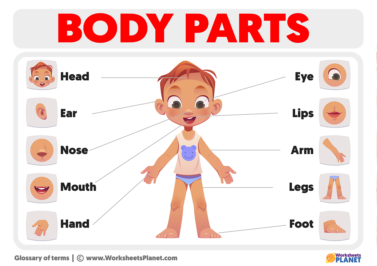 Body Parts For Kids