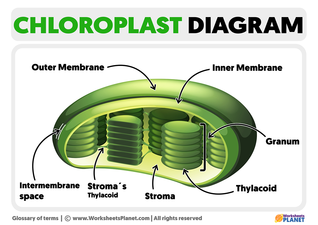 Chloroplast Structure Diagram