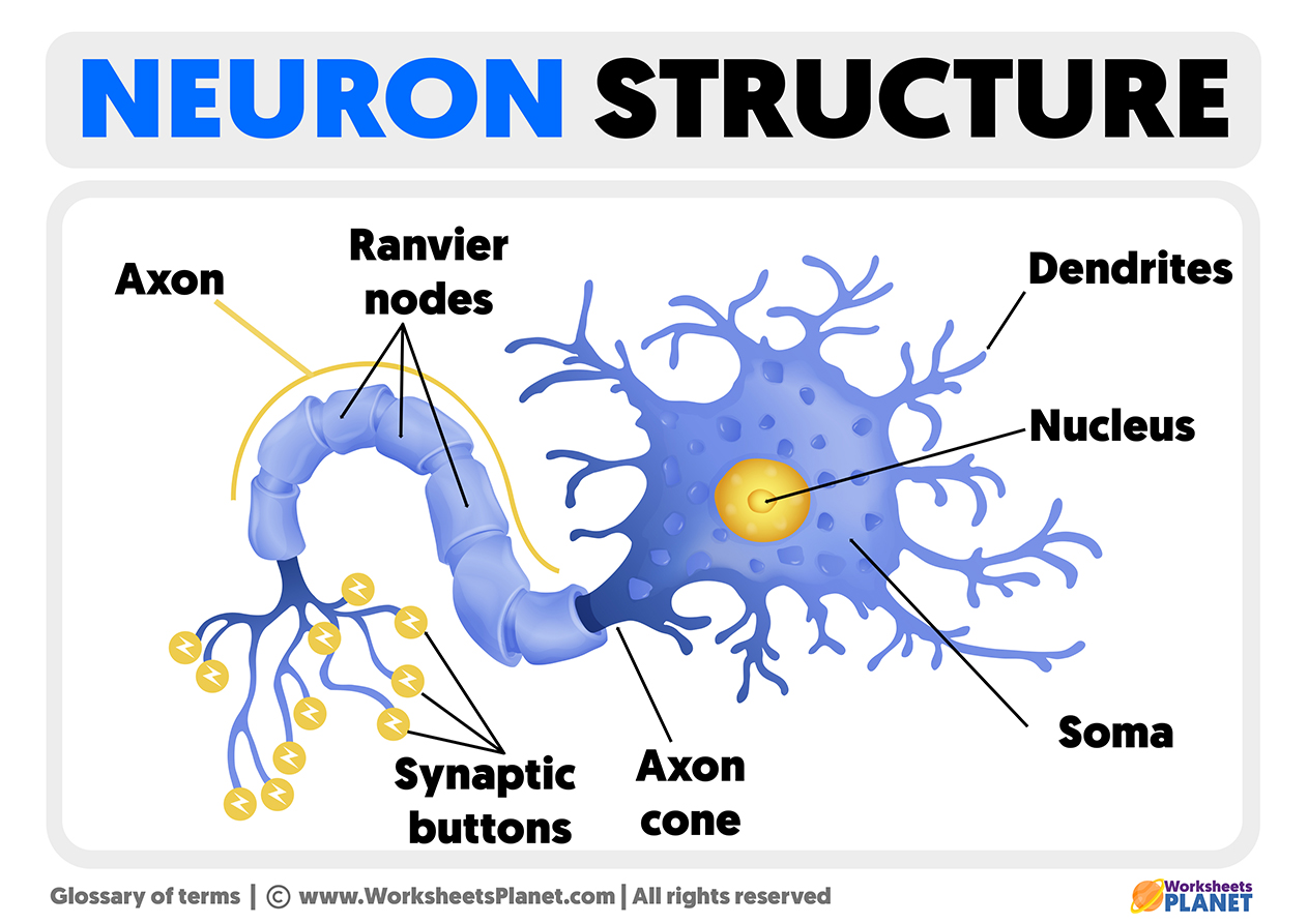 Neuron Structure Diagram