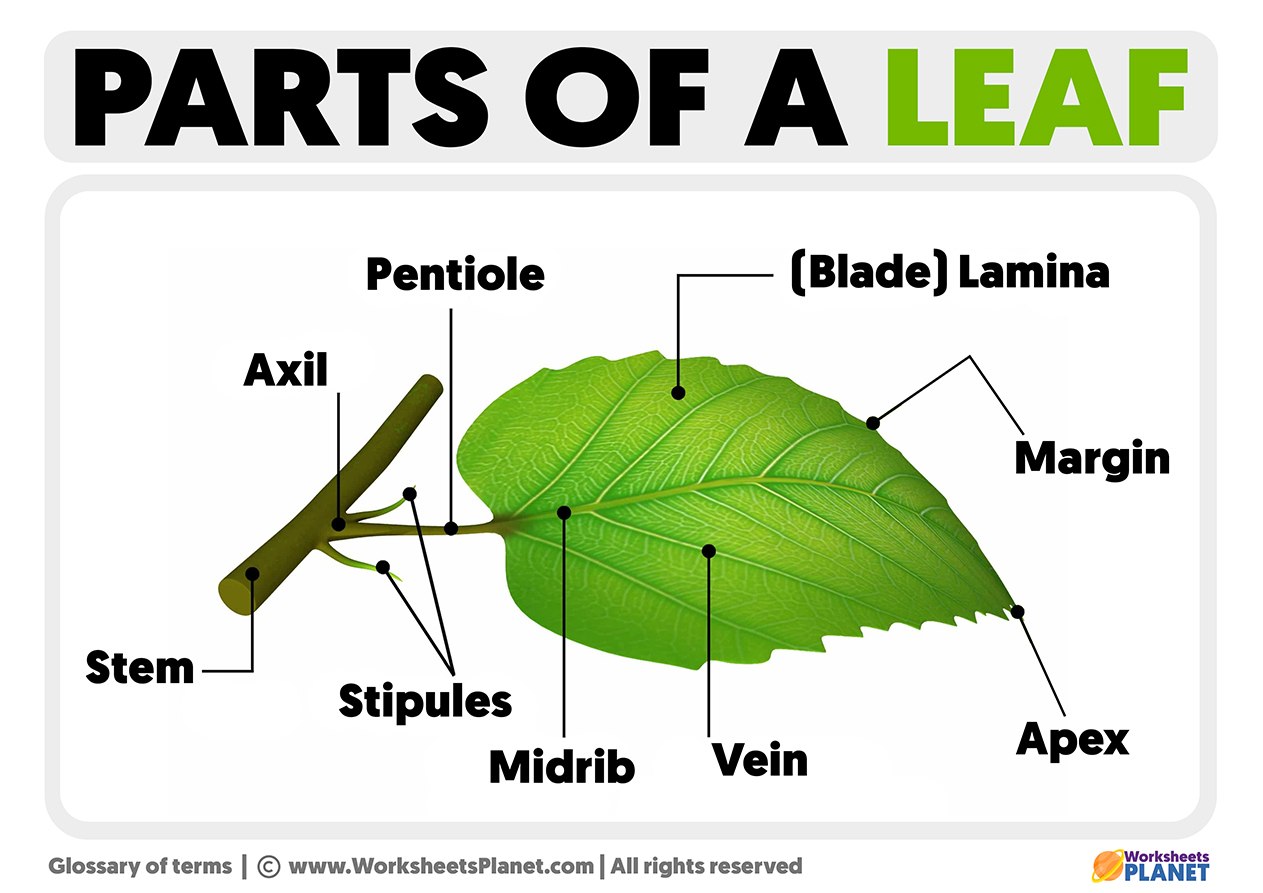 Parts of a Leaf