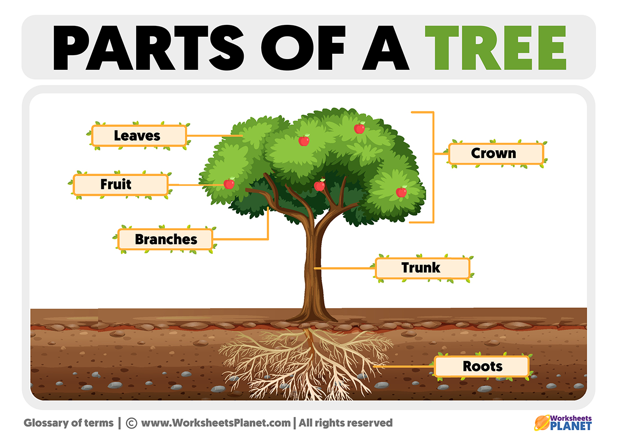 Parts Of A Tree