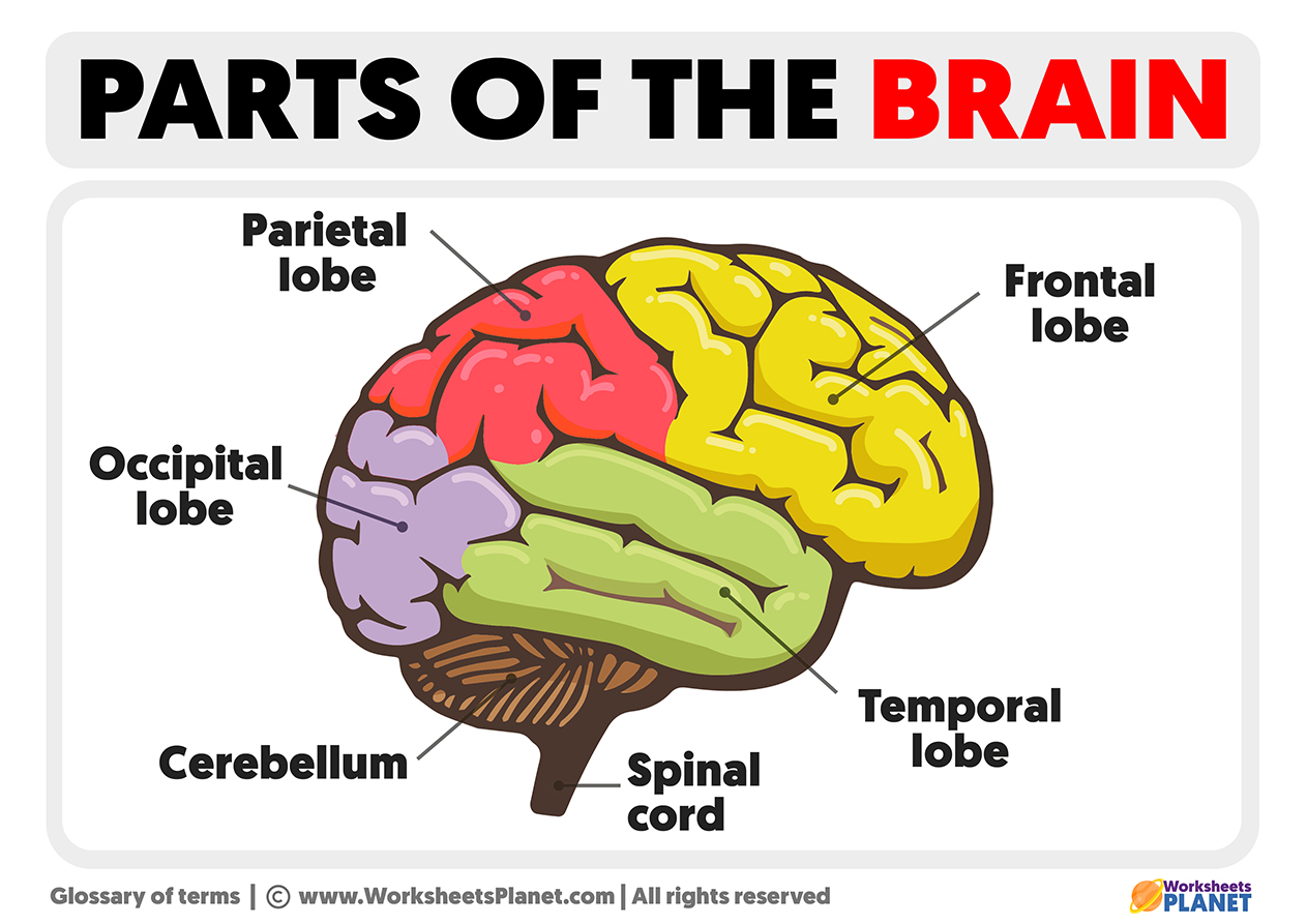 Parts Of The Brain