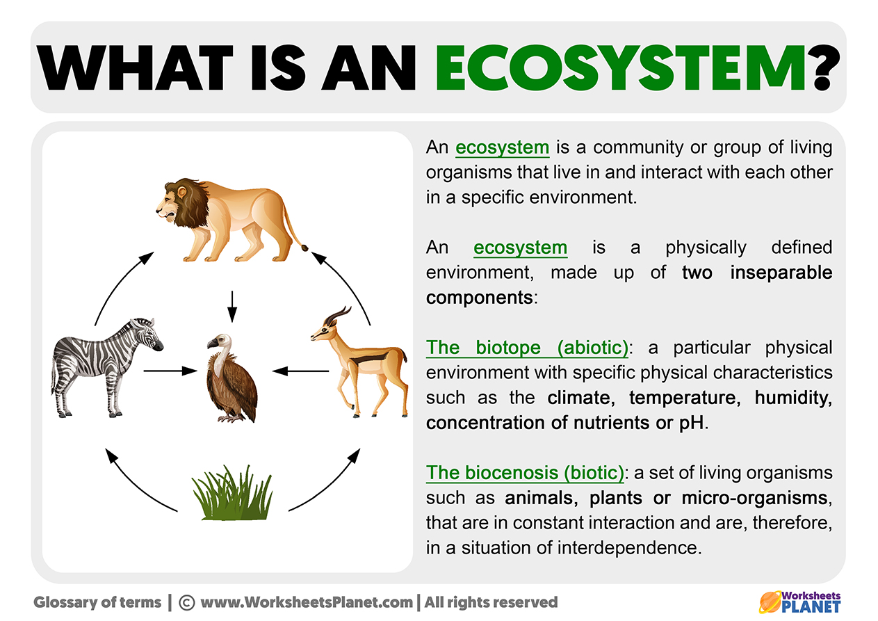 What Is An Ecosystem