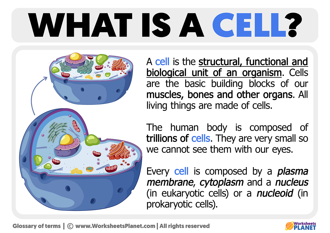 What Is A Cell