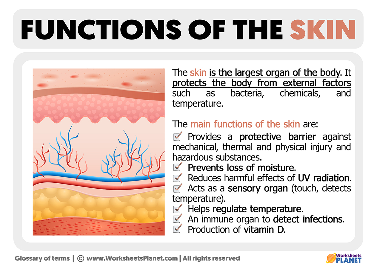 Functions Of The Skin