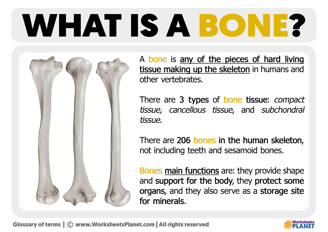 What is a Bone  Definition of Bone