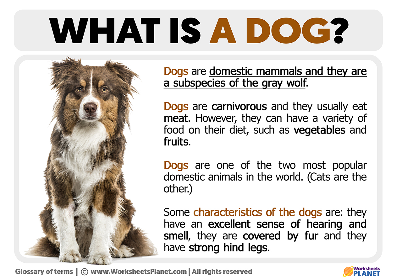 What is a Dog | Definition of Dog