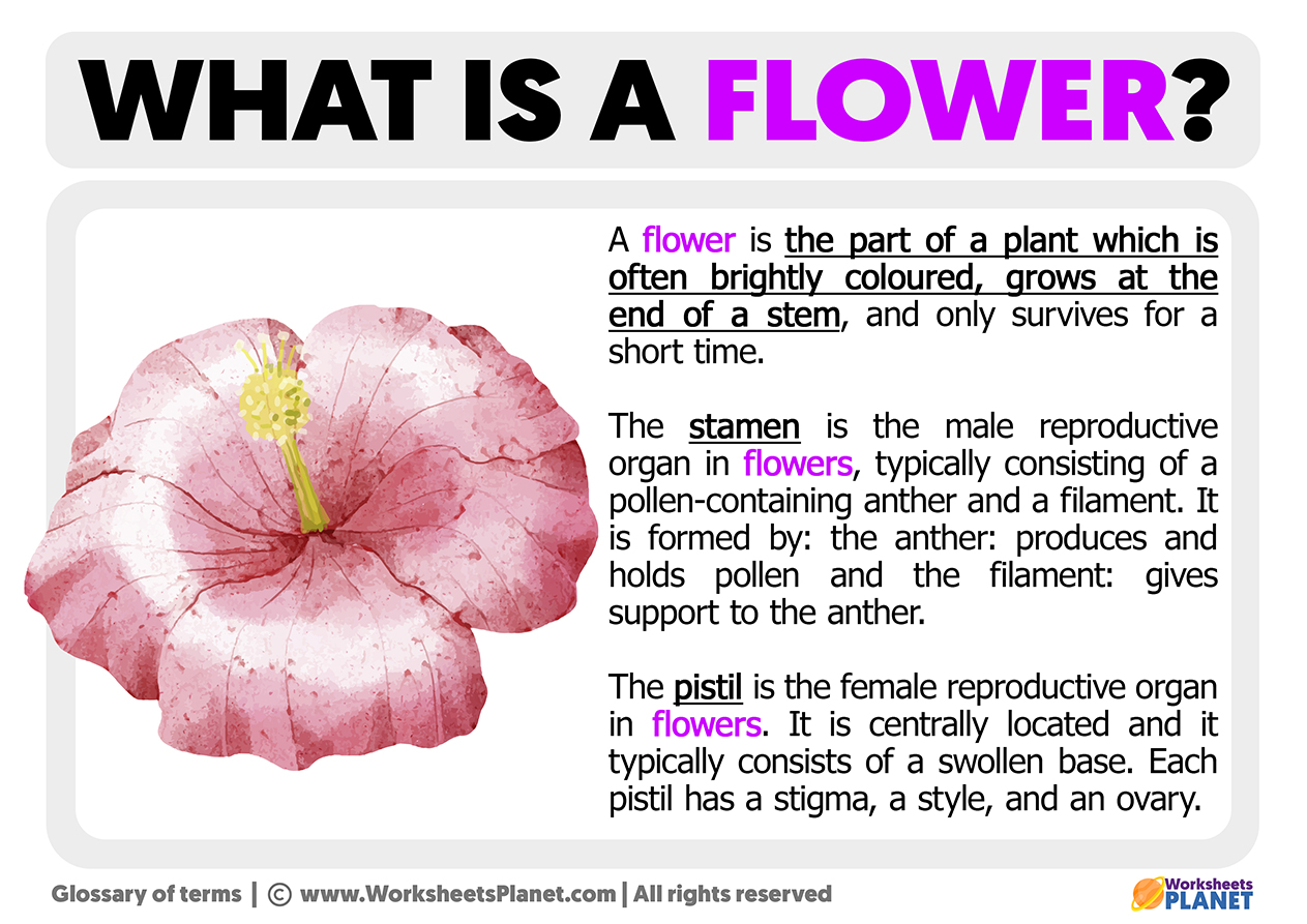 What Is A Flower