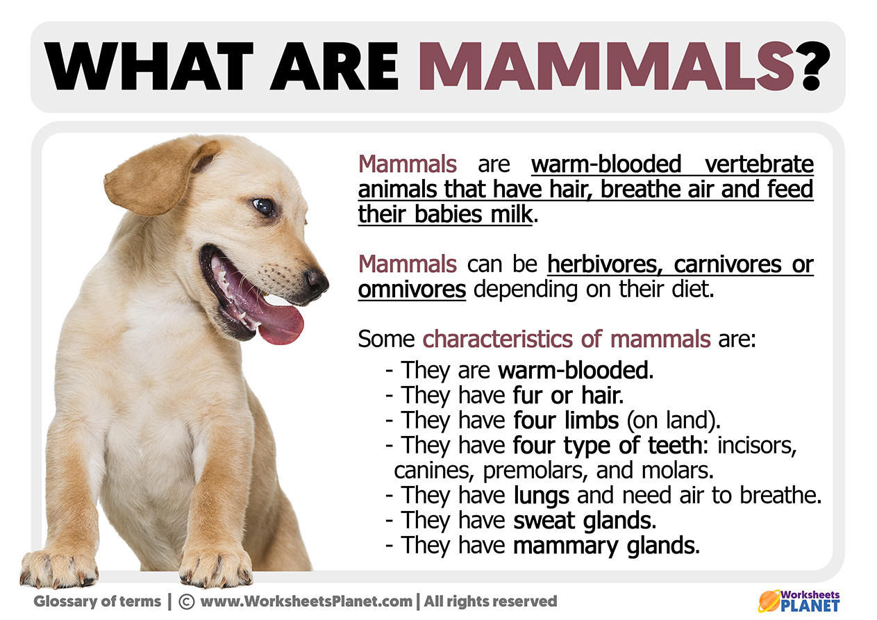 What Is A Mammal