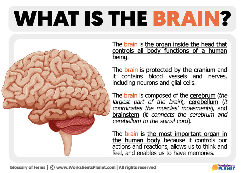 What is the Brain | Definition of Brain