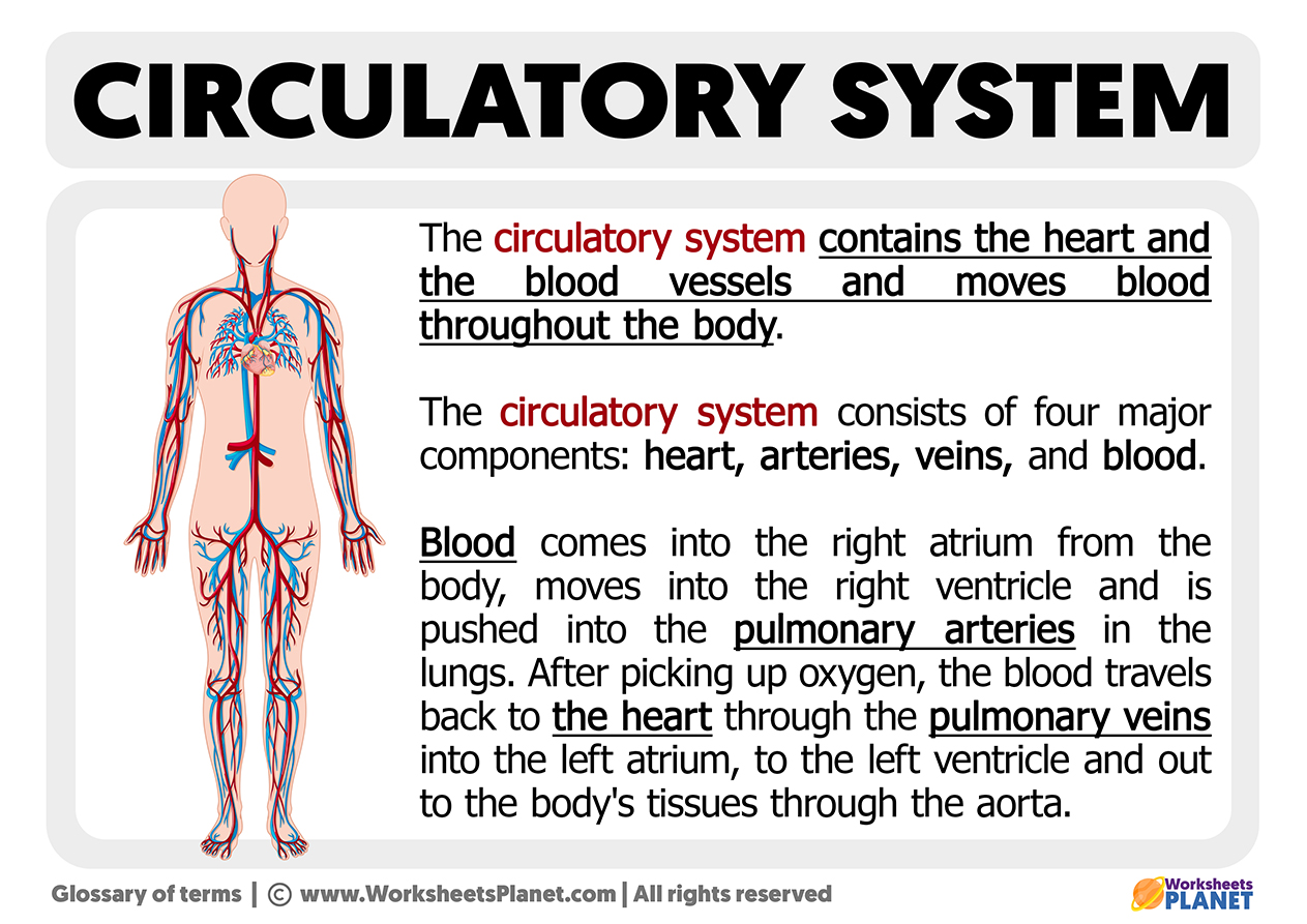 What Is The Circulatory System