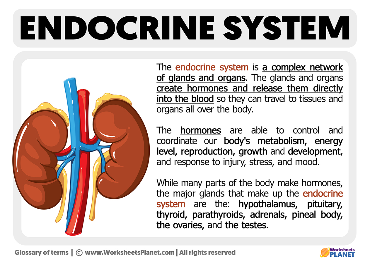 What Is The Endocrine System