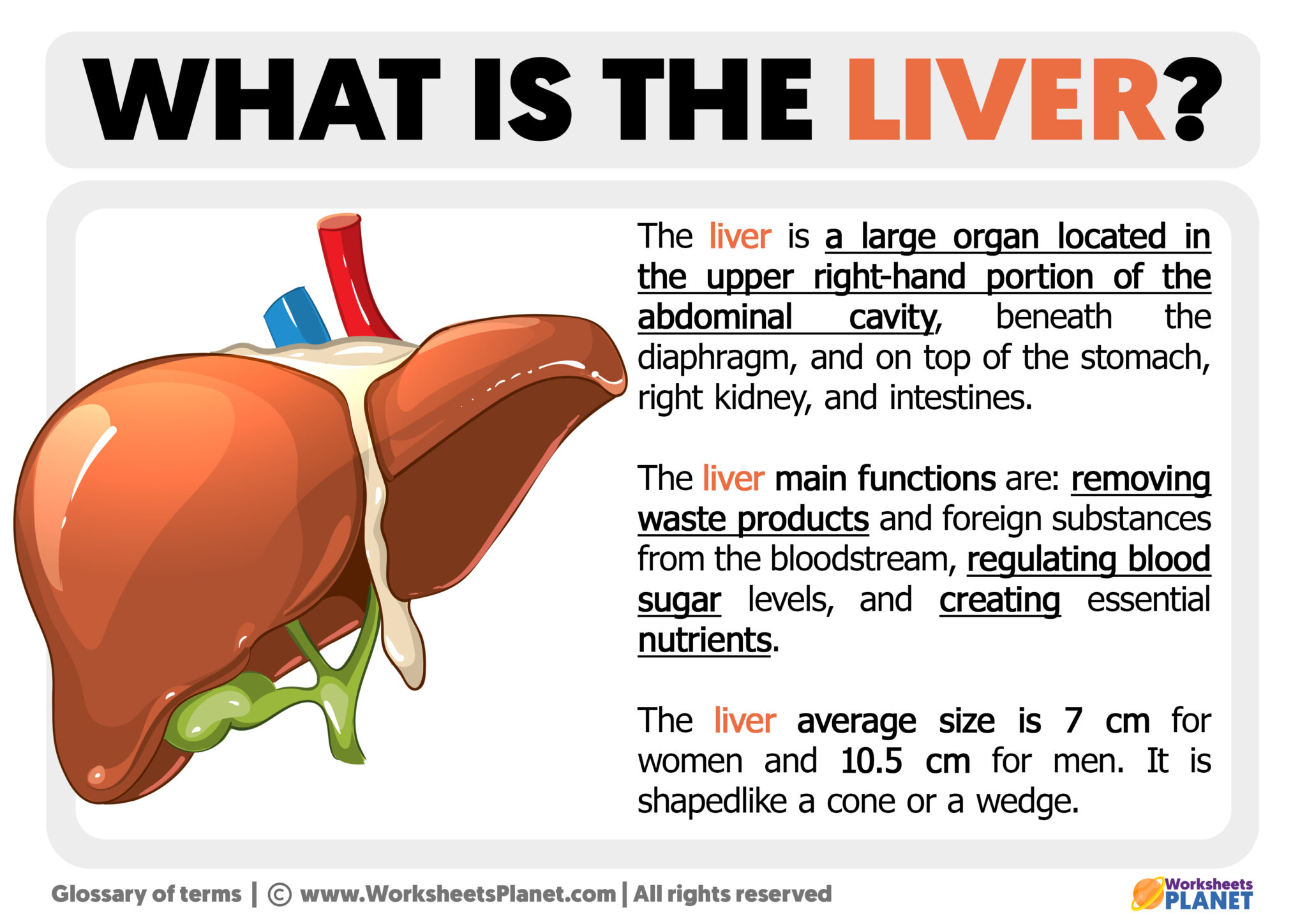 What is the liver