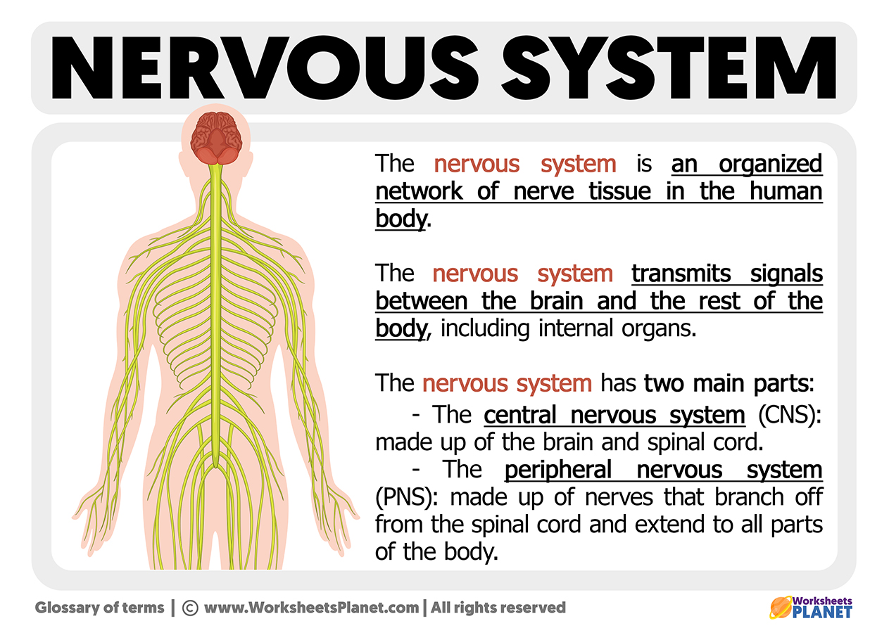 What Is The Nervous System