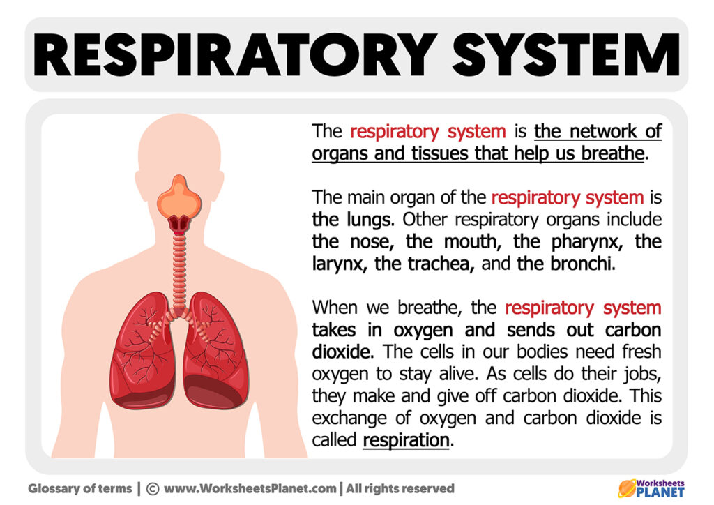 What Is The Respiratory System Definition leonardo-ai-drupal