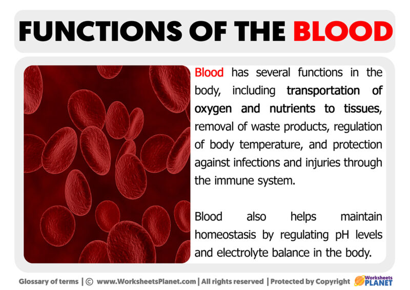 4 blood functions