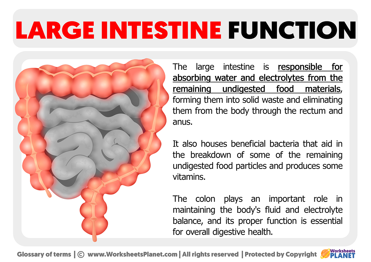 Large Intestine Function