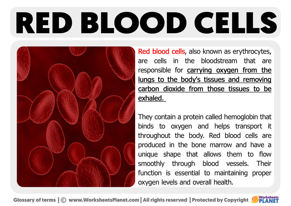 Red Blood Cells Function Worksheets Planet